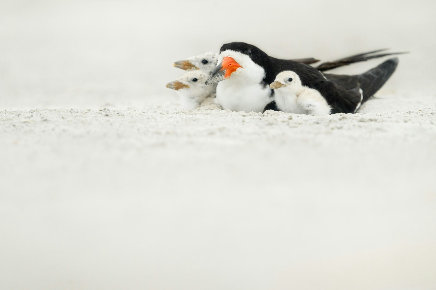 Black skimmers in the sand 